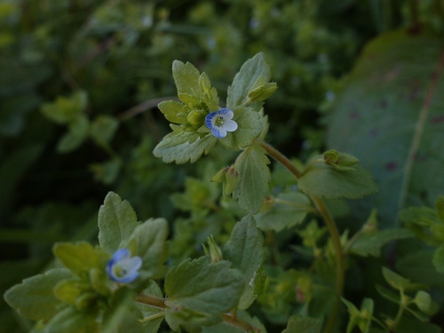 Green field speedwell