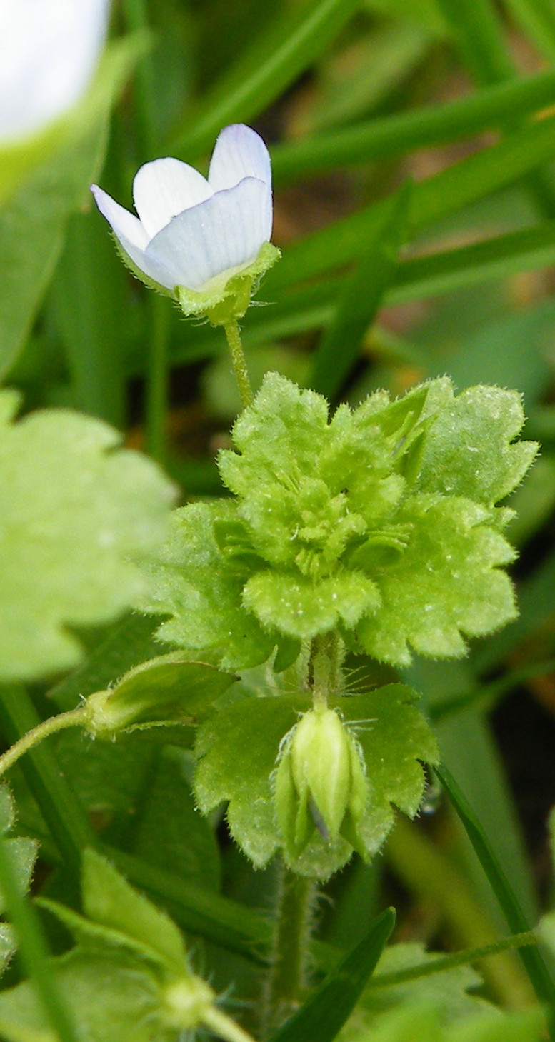 Green field speedwell (Veronica agrestis)