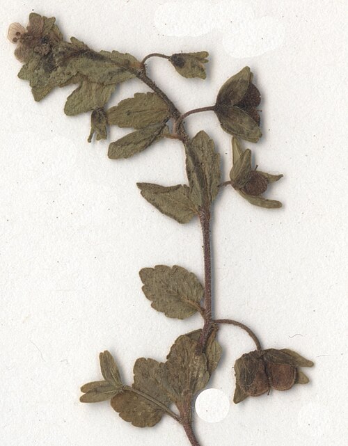 Green field speedwell (Veronica agrestis)