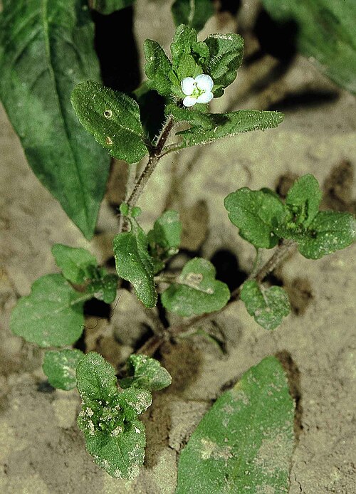 Green field speedwell (Veronica agrestis)