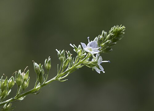 Blue water-speedwell: Water speedwell ( Veronica anagallis-aquatica ). Kirkot Stream, Saimbeyli - Adana, Turkey.