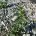 Blue water-speedwell (Veronica anagallis-aquatica)