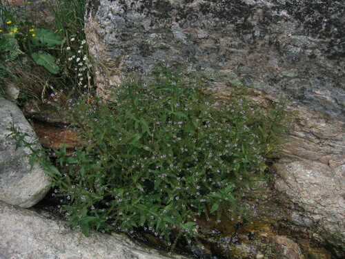 Blue water-speedwell (Veronica anagallis-aquatica)