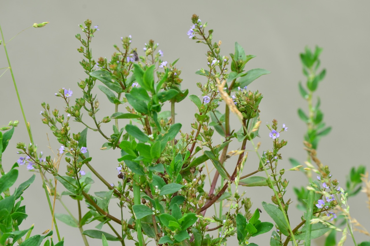 Blue water-speedwell: Veronica anagallis-aquatica