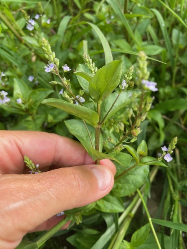 Blue water-speedwell (Veronica anagallis-aquatica)