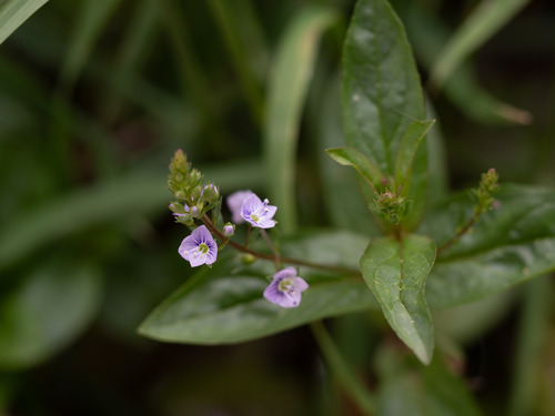 Blue water-speedwell (Veronica anagallis-aquatica)