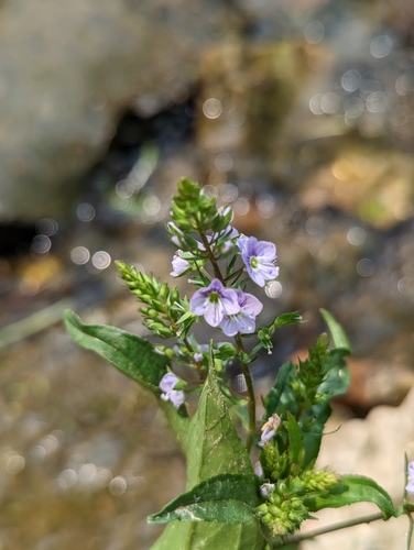 Blue water-speedwell