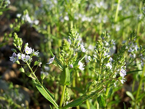 Blue water-speedwell: Water Speedwell Made in Los Gatos, California , USA . Identified by Rasbak and Uleli .