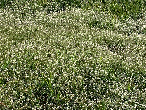 Blue water-speedwell: Veronica anagalis-aquatica Bové-sur-Barboure (Meuse), France