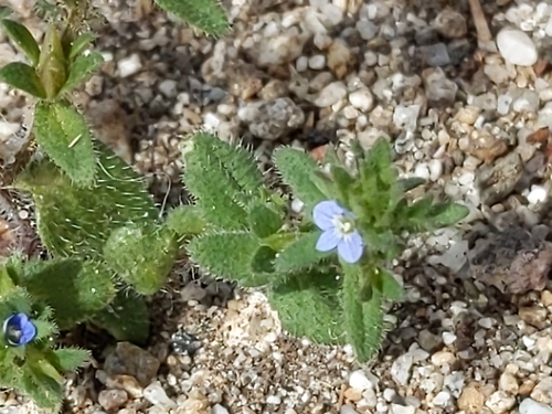 Corn speedwell (Veronica arvensis)