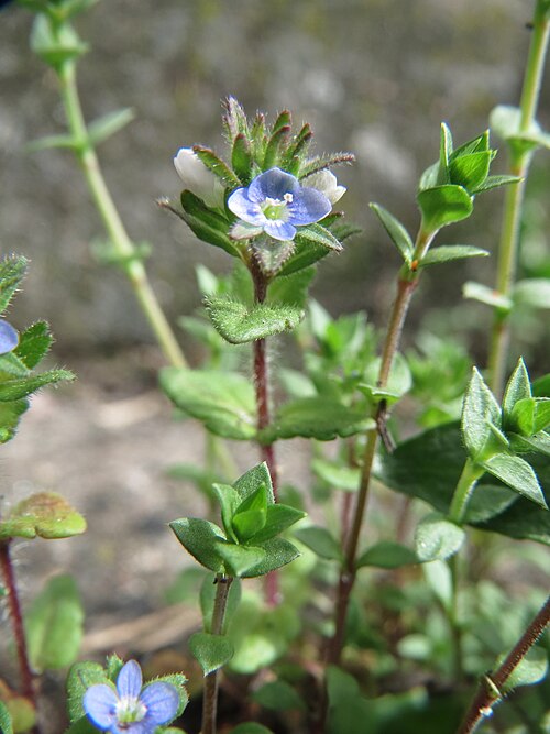 Corn speedwell: Ritzen-Botanik: Feld-Ehrenpreis ( Veronica arvensis ) in Hockenheim