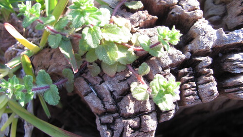 Corn speedwell (Veronica arvensis)