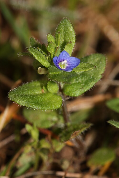 Corn speedwell: Corn Speedwell, Wall Speedwell; flower is 2 to 3 mm in diameter; leaves are 1.5 to 2.5 cm long Viewpoint location: Catherine Creek Trail (north of road), Cather