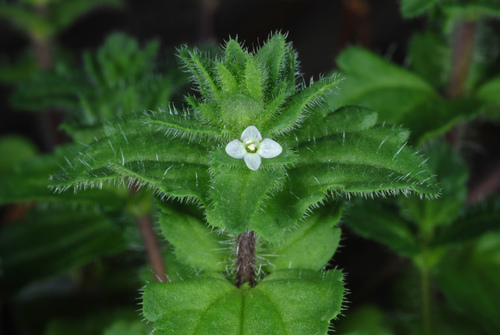 Corn speedwell (Veronica arvensis)
