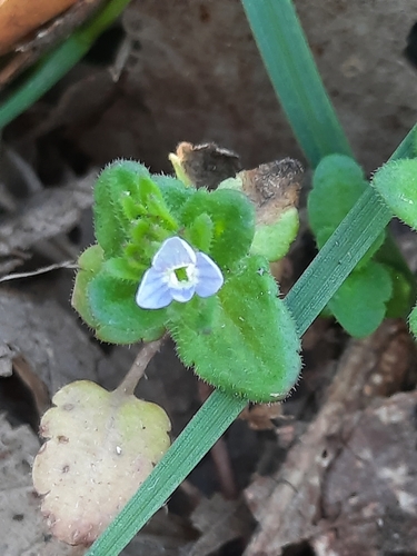 Corn speedwell (Veronica arvensis)