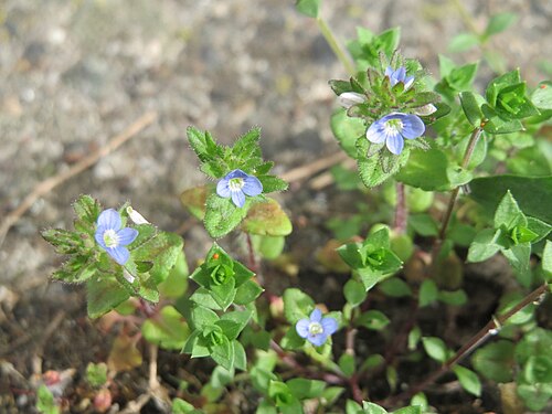 Corn speedwell: Ritzen-Botanik: Feld-Ehrenpreis ( Veronica arvensis ) in Hockenheim
