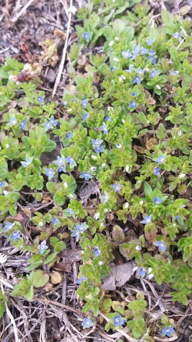 Corn speedwell (Veronica arvensis)