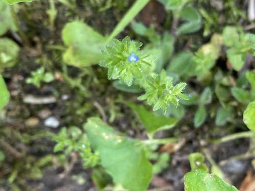 Corn speedwell (Veronica arvensis)