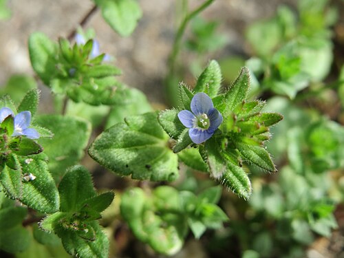 Corn speedwell: Ritzen-Botanik: Feld-Ehrenpreis ( Veronica arvensis ) in Hockenheim