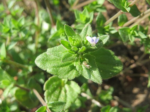 Corn speedwell: Ritzen-Botanik: Feld-Ehrenpreis ( Veronica arvensis ) in Hockenheim