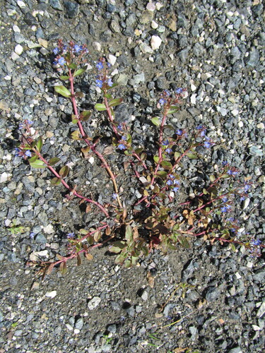 Brooklime (Veronica beccabunga)