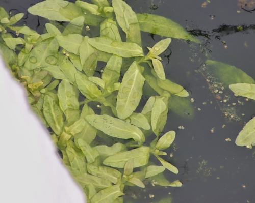 Brooklime (Veronica beccabunga)