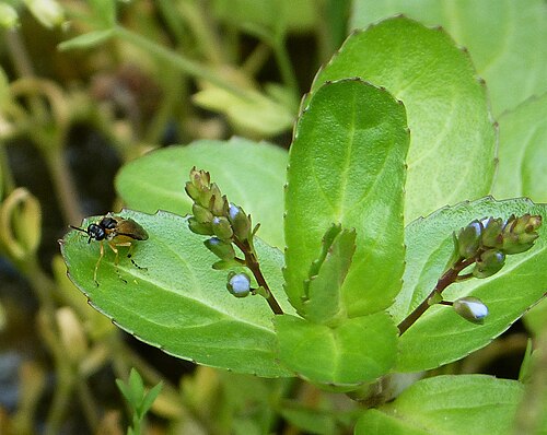 Brooklime: Brodick Castle, Arran