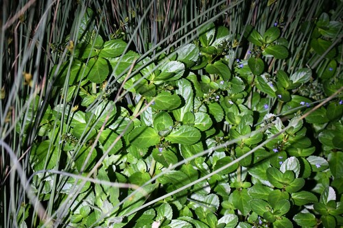 Brooklime (Veronica beccabunga)