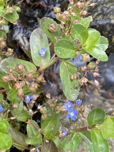 Brooklime (Veronica beccabunga)