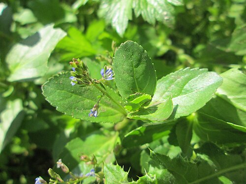 Brooklime: Bach-Ehrenpreis oder Bachbunge ( Veronica beccabunga ) am Schankenbrunnen am Halberg in Brebach-Fechingen