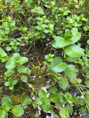 Brooklime (Veronica beccabunga)