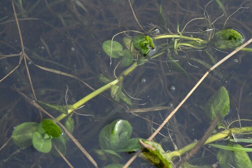 Brooklime (Veronica beccabunga)