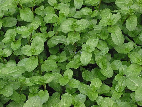 Brooklime: Veronica beccabunga plants