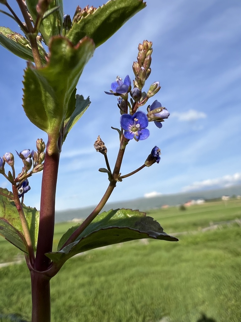 Brooklime (Veronica beccabunga)