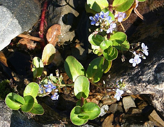Brooklime: Brooklime (Veronica beccabunga) This plant grows almost exclusively in small streams and burns, and this was the only place I encountered running water this aft