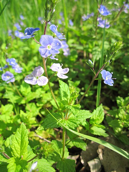 Germander speedwell: Gamander-Ehrenpreis ( Veronica chamaedrys ) im Landesgartenschaupark Hockenheim