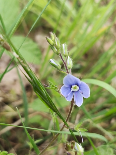 Germander speedwell (Veronica chamaedrys)
