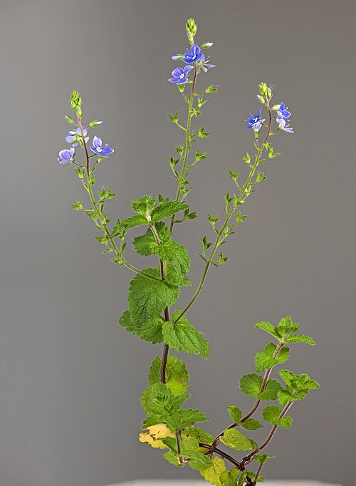 Germander speedwell: Veronica chamaedrys - Plant habit