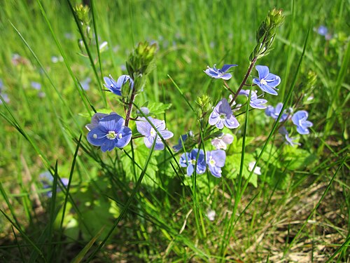 Germander speedwell: Gamander-Ehrenpreis ( Veronica chamaedrys ) im Landesgartenschaupark Hockenheim