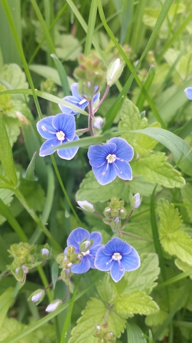 Germander speedwell (Veronica chamaedrys)