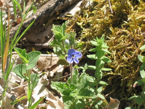 Germander speedwell (Veronica chamaedrys)