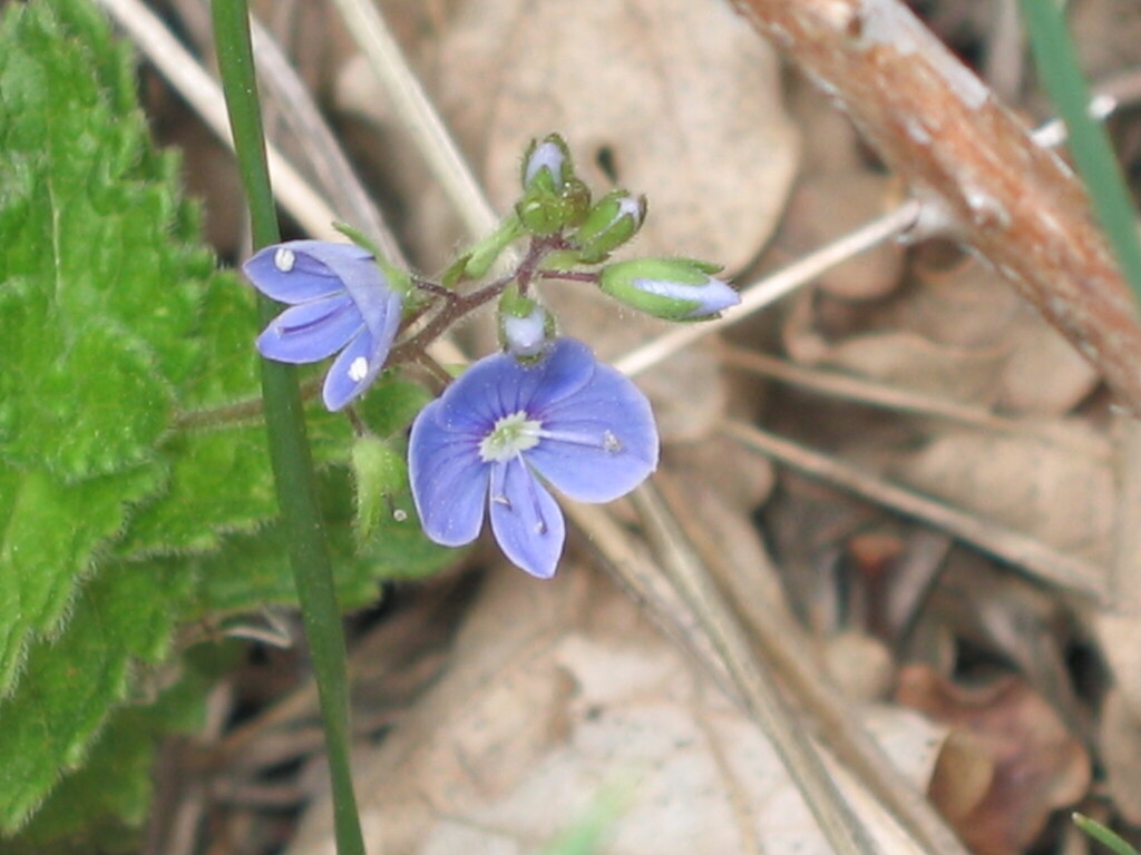 Germander speedwell (Veronica chamaedrys)