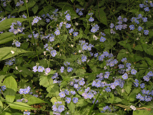 Germander speedwell (Veronica chamaedrys)