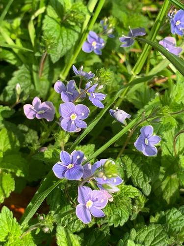 Germander speedwell (Veronica chamaedrys)