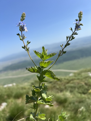 Germander speedwell (Veronica chamaedrys)