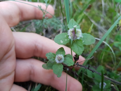 Germander speedwell (Veronica chamaedrys)