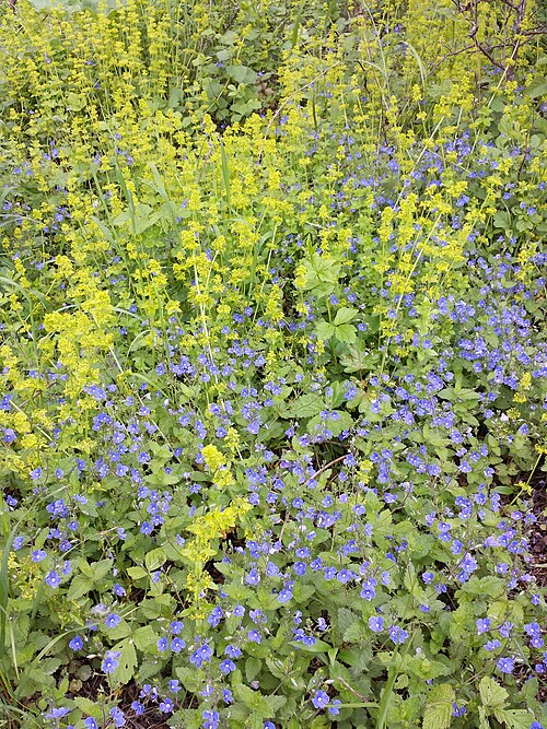 Germander speedwell: This media shows the nature reserve in Vienna with the ID 2.
