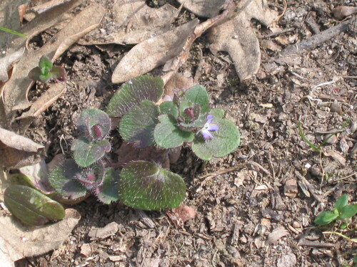 Ivy-leaved speedwell (Veronica hederifolia)