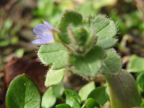 Ivy-leaved speedwell: Der erste Efeu-Ehrenpreis ( Veronica hederifolia ) in Hockenheim kündigt den Frühling an