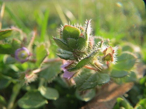 Ivy-leaved speedwell: Efeu-Ehrenpreis ( Veronica hederifolia ) im Landesgartenschaupark Hockenheim